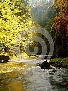 Autumn landscape, colorful leaves on trees, morning at river after rainy night. Colorful leaves.