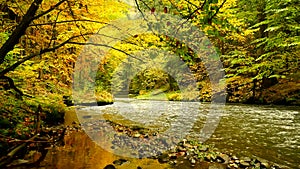 Autumn landscape, colorful leaves on trees, morning at river after rainy night. Colorful leaves. Autumn stream. Forest river.