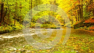 Autumn landscape, colorful leaves on trees, morning at river after rainy night. Colorful leaves. Autumn stream. Forest river.