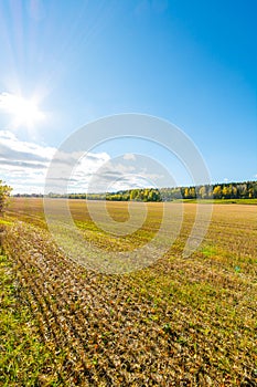 Autumn landscape. Colorful sunny day. Green fields and yellow trees.