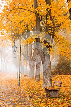 Autumn landscape with colorful trees, bench, lantern and pathway in park or forest on foggy morning. Fall landscape
