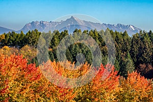 Jesenná krajina s farebnými stromami a štítom Kriváň z Vysokých Tatier na Slovensku