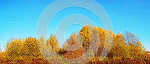 Autumn landscape with colorful trees, shrubs and blue sky. Autumn panorama. Sunny autumn day in foliar forest
