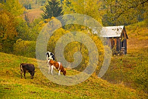 Autumn landscape with cows feeding on a meadow in Bucovina