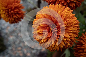 Autumn landscape. Dahlia flowers. Beautiful orange flowers on green leaves background. Bouquet of orange dahlia