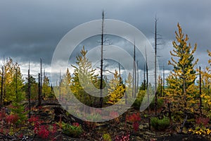 Autumn landscape in Dead Forest, after eruption of Tolbachik volcano. Kamchatka, Russia.