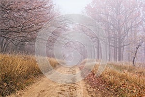 Autumn landscape - dirt road in the autumn forest with fallen leaves