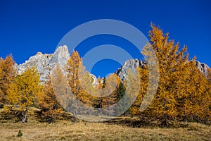 Autumn landscape in Dolomites, Italy. Mountains, fir trees and above all larches that change color assuming the typical yellow aut photo