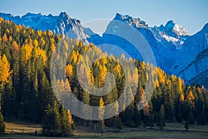 Autumn landscape in Dolomites, Italy. Mountains, fir trees and larches that change color assuming the typical yellow autumn color. photo