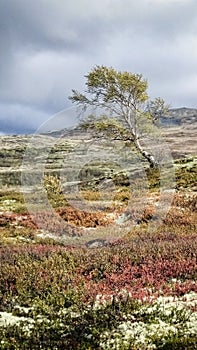 Autumn landscape in Dovrefjell National Park