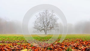 Autumn landscape in the early morning - view of a foggy autumn park with fallen leaves