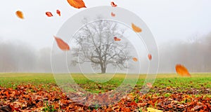 Autumn landscape in the early morning - view of a foggy autumn park with fallen leaves