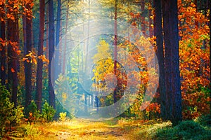 Autumn landscape. Fall background. Forest sunlight.