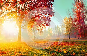 Autumn Landscape. Fall Scene.Trees and Leaves in Sunlight Rays