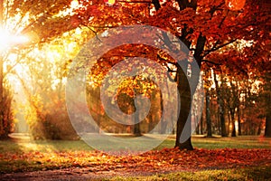 Autumn Landscape. Fall Scene.Trees and Leaves in Sunlight Rays