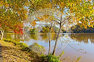 Autumn landscape with fallen leaves and deciduous trees near water.