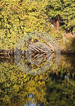 Autumn landscape with fallen tree