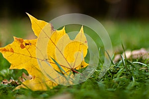 Autumn landscape of falling natural yellow orange leave on green grass bokeh