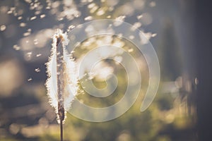 Autumn landscape.  Fantastic image of reeds fluff in the rays of the sun. Beautiful nature concept