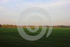 Autumn landscape with a field of winter crop, trees and evening sky