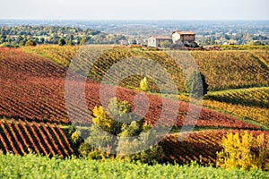 Autumn landscape, foliage and vineyards in Castelvetro, Modena, Italy