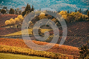 Autumn landscape, foliage and vineyards in Castelvetro, Modena, Italy