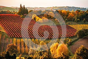 Autumn landscape, foliage and vineyards in Castelvetro, Modena, Italy photo