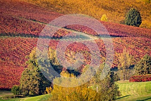 Autumn landscape, foliage and vineyards in Castelvetro, Modena, Italy photo
