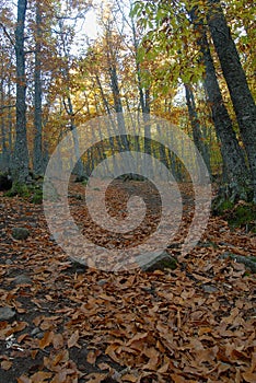 Autumn landscape in the forest