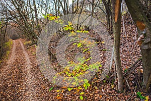 Autumn landscape in the forest