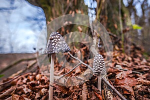 Autumn landscape in the forest