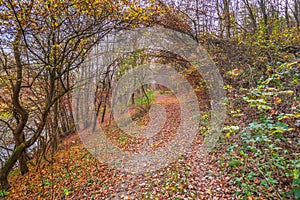 Autumn landscape in the forest