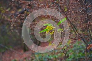 Autumn landscape in the forest