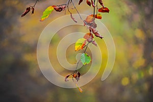 Autumn landscape in the forest