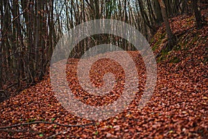 Autumn landscape in the forest