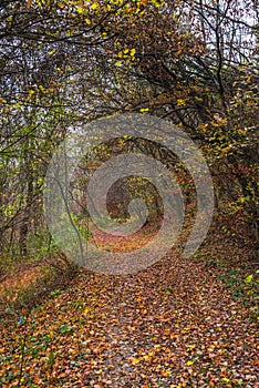 Autumn landscape in the forest