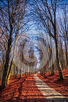 Autumn landscape in the forest