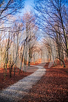 Autumn landscape in the forest