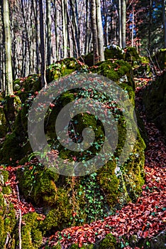 Autumn landscape in the forest