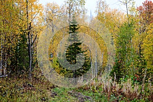 Autumn landscape. Forest in autumn colors, yellow leaves, cloudy day