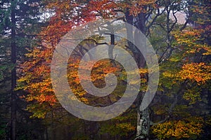 Autumn landscape. Forest and autumn. Fall colors in a tree, in the evening