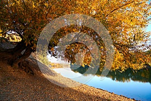 Autumn landscape - forest and beautiful trees near the river, bright sunlight at sunset, fall season