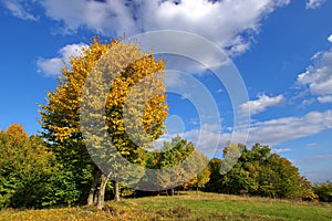 Autumn landscape with forest and bright sunshine. Autumn background