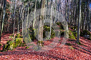 Autumn landscape in the forest, crown of trees