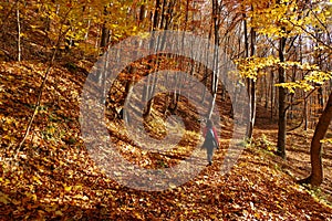 Autumn colors in a landscape in the forest. Colored leaves. Autumn background