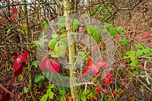 Autumn landscape in the forest near lake