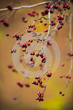 Autumn landscape in the forest near lake