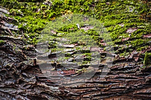 Autumn landscape in the forest near lake, bark of tree