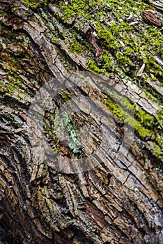 Autumn landscape in the forest near lake, bark of tree