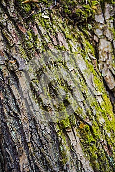 Autumn landscape in the forest near lake, bark of tree